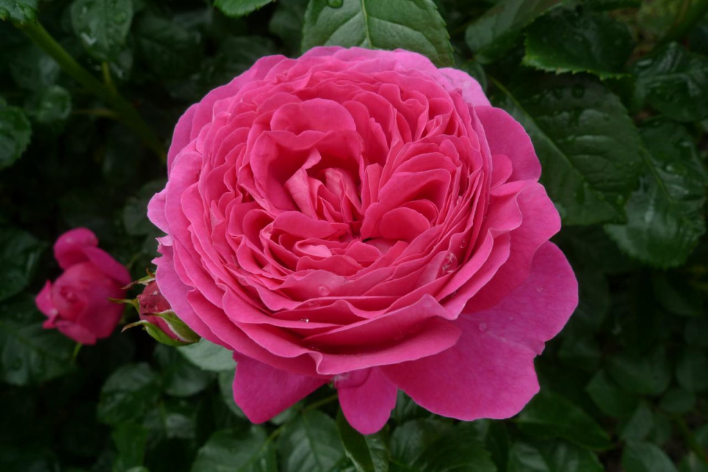 Schönste Rose 2019
