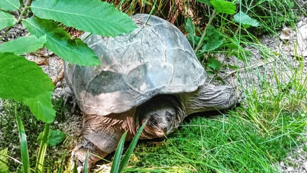 Schnappschildkröte in Oberachern