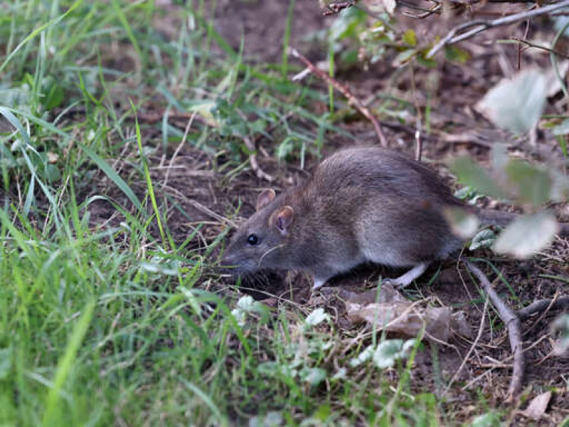 Ratten tummeln sich entlang des Radwegs über die B415 in Lahr.