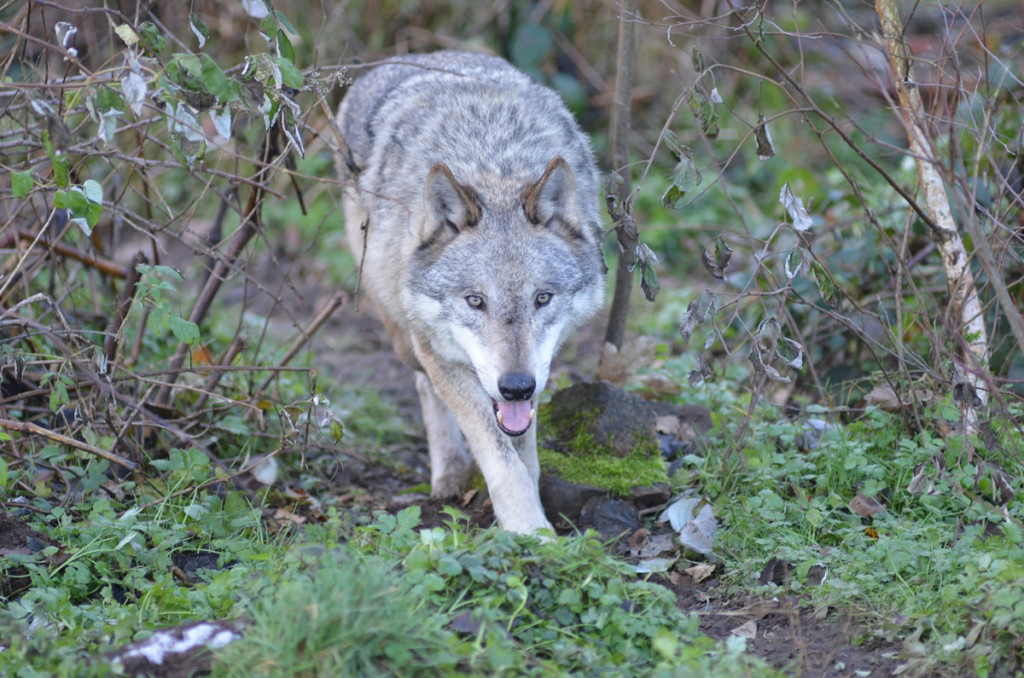 Wolf (Beispielbild)