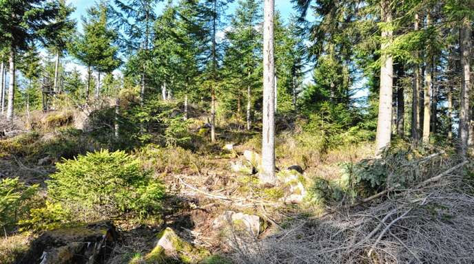 Auf dem Gütschkopf-Gipfel gibt es bereits ein Auerwild-Schutzgebiet, das sich durch seinen lichten Baumbestand auszeichnet. Nun sollen weitere Flächen angelegt werden. 