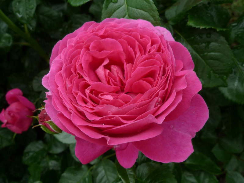 Schönste Rose 2019
