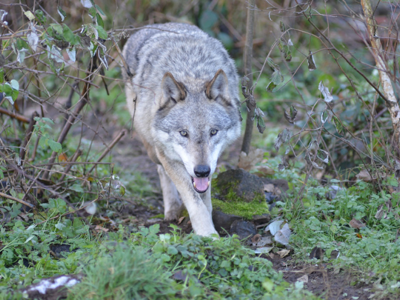 Wolf (Beispielbild)