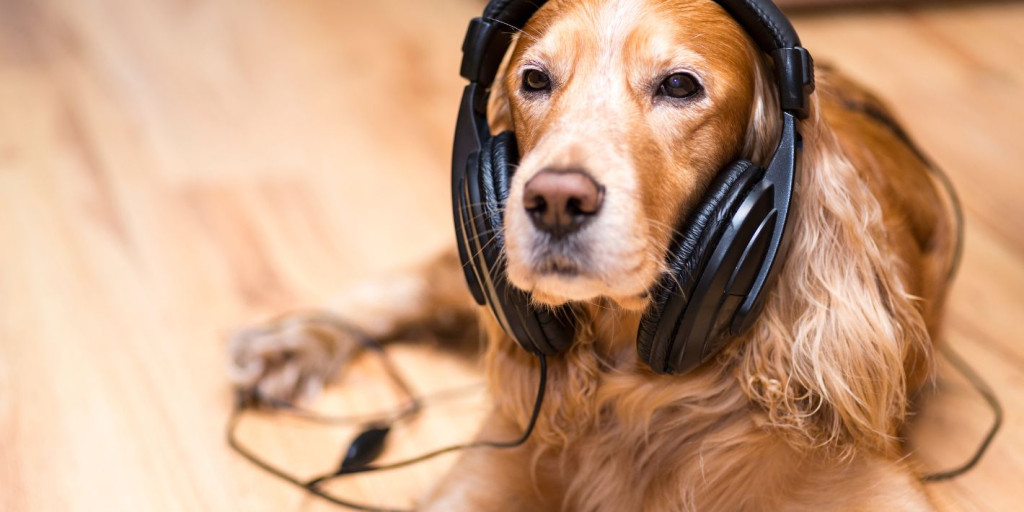 Hund hört Musik