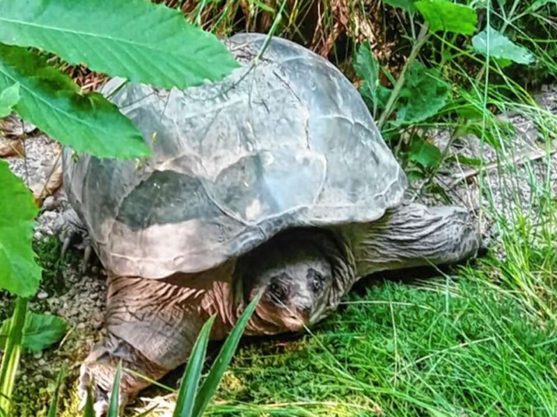 Schnappschildkröte in Oberachern