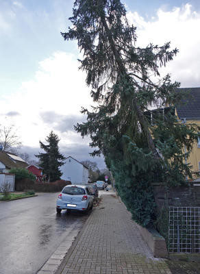 Orkan "Sabine" am 10.2.2020 in Kehl: An der Wächterstraße drohte eine Tanne auf die Straße zu fallen. Feuerwehr und Betriebshof entschärften die Situation