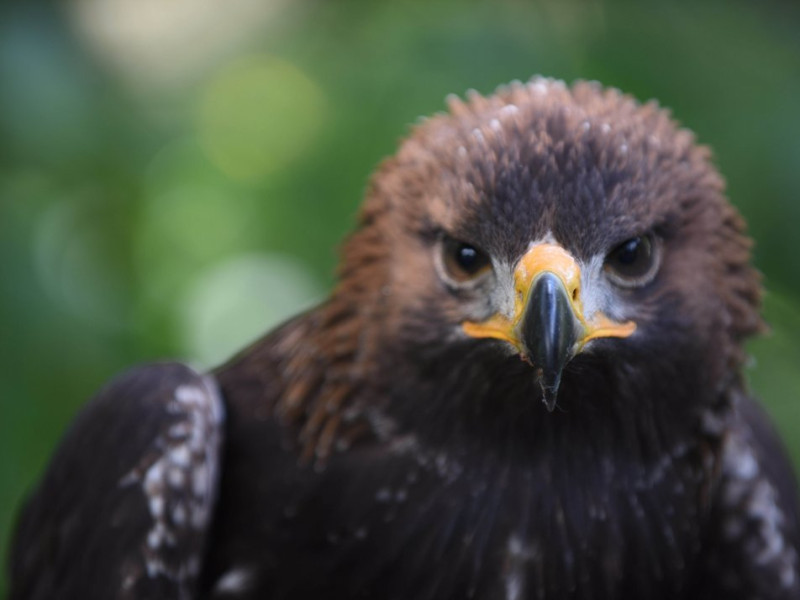 Greifvogelpark Triberg