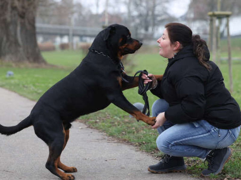 Der Hund von Manuela Weiss ist am zweiten Weihnachtsfeiertag Opfer einer Beißattacke von zwei großen, freilaufenden Hunden geworden. Ihr Mann ging mit ihm gerade Gassi im Rheinvorland. Es ist nicht der erste Vorfall dieser Art.